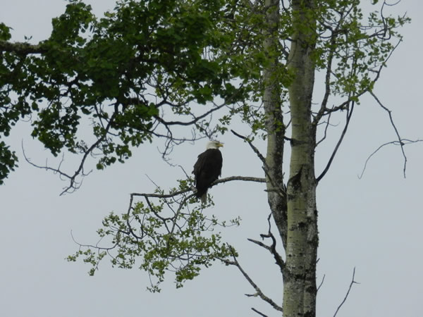 Bald Eagle